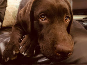 Meet your Posher, Tia